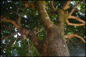 The mango tree